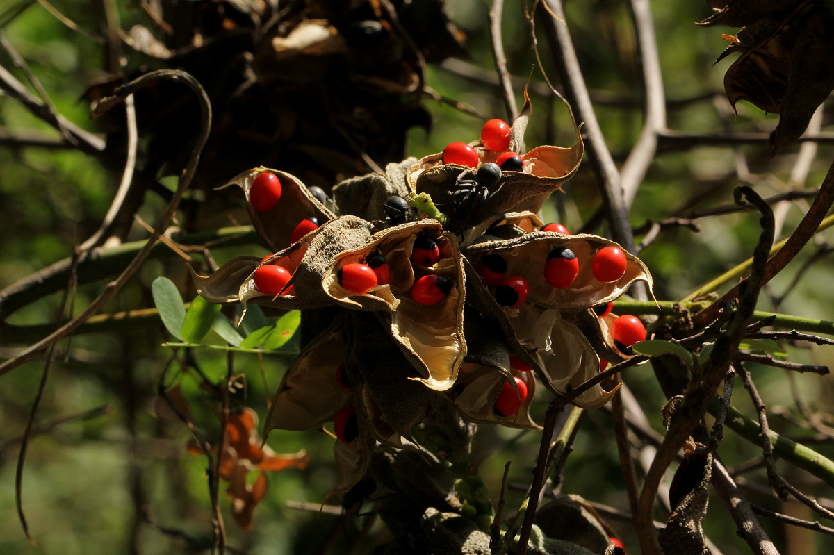 Abrus precatorius subsp. africanus