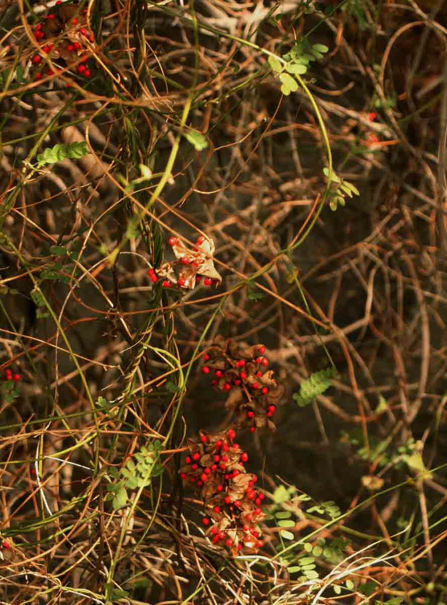 Abrus precatorius subsp. africanus