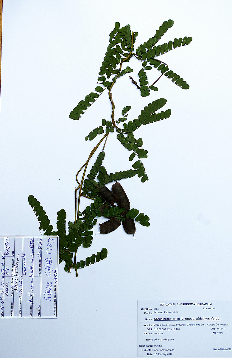 Abrus precatorius subsp. africanus