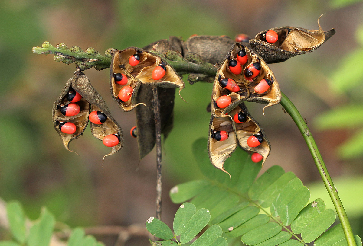 Abrus precatorius subsp. africanus