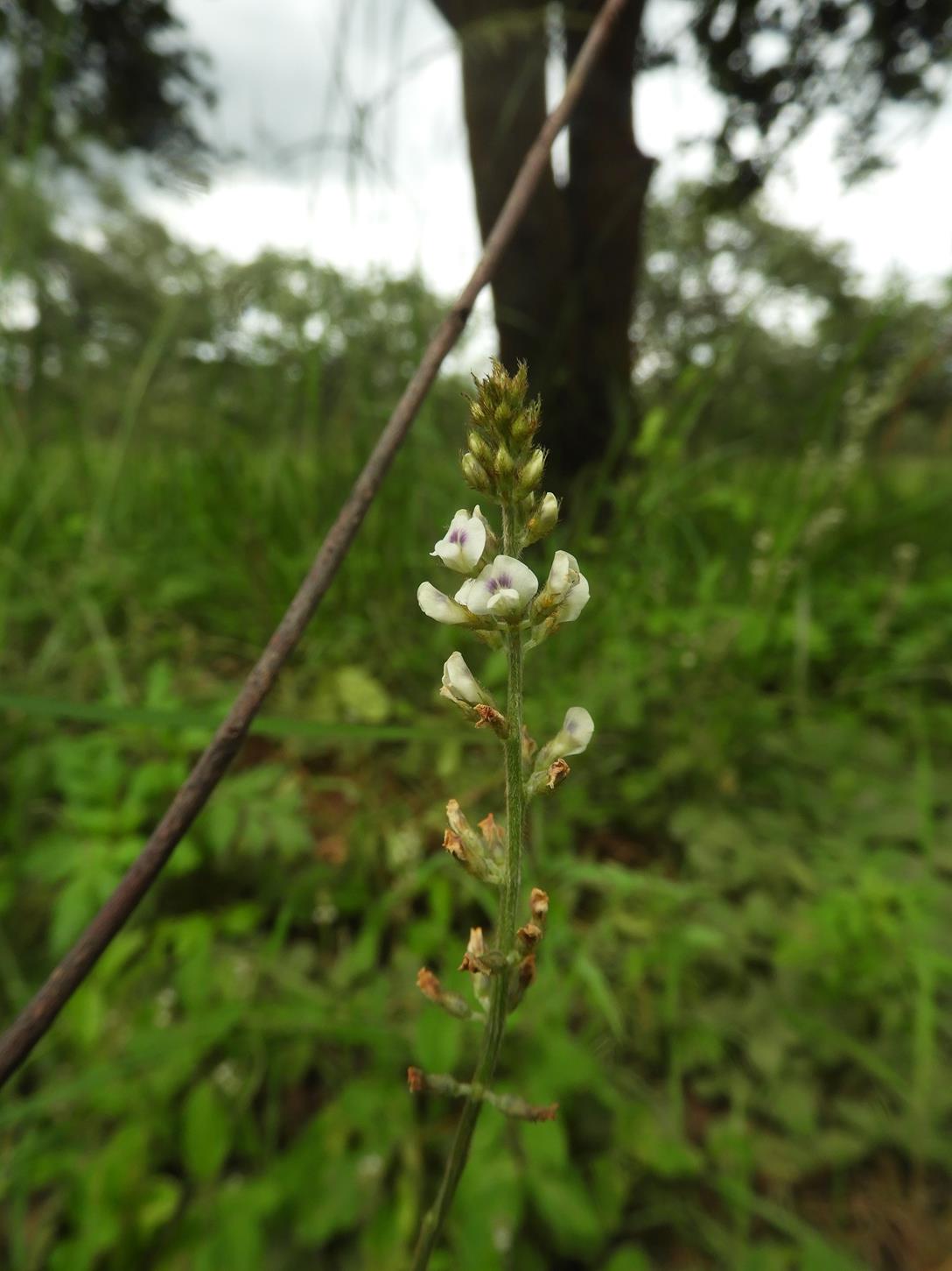 Neonotonia wightii subsp. wightii var. longicauda Neonotonia wightii subsp. wightii var. longicauda