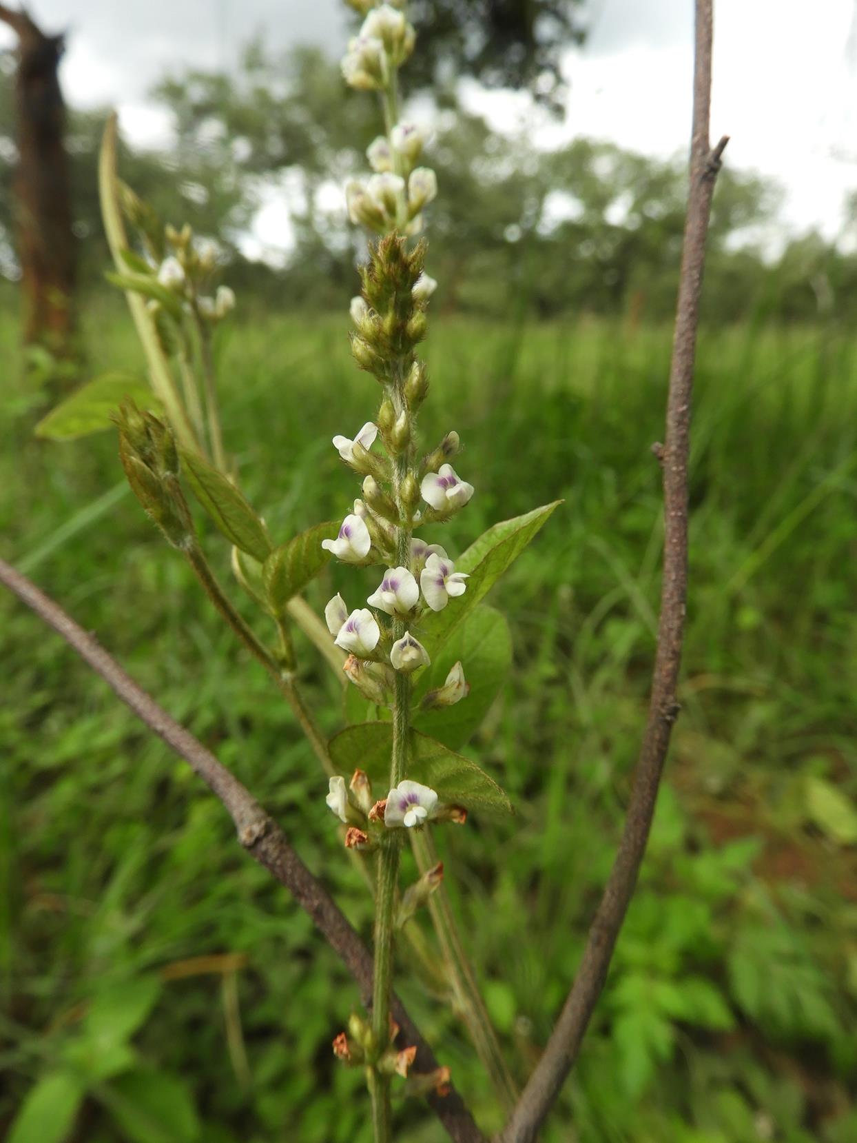 Neonotonia wightii subsp. wightii var. longicauda Neonotonia wightii subsp. wightii var. longicauda