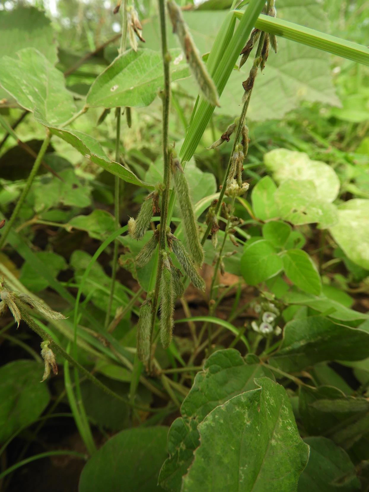 Neonotonia wightii subsp. wightii var. longicauda Neonotonia wightii subsp. wightii var. longicauda