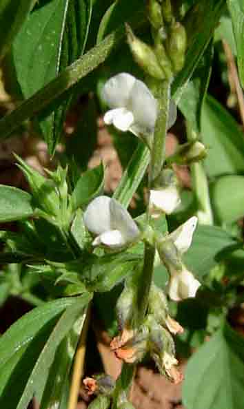 Neonotonia wightii subsp. wightii var. longicauda Neonotonia wightii subsp. wightii var. longicauda