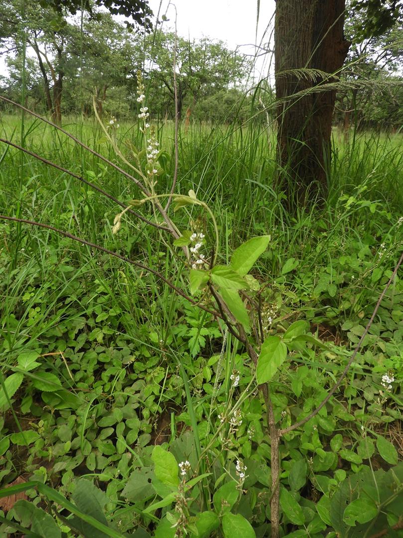 Neonotonia wightii subsp. wightii var. longicauda Neonotonia wightii subsp. wightii var. longicauda