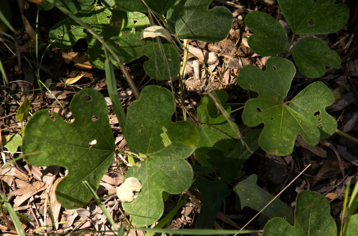 Neorautanenia mitis Neorautanenia mitis