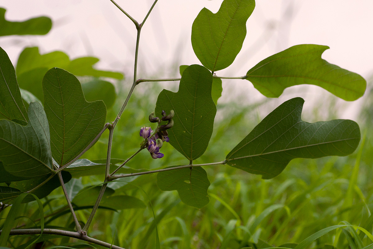 Neorautanenia mitis Neorautanenia mitis