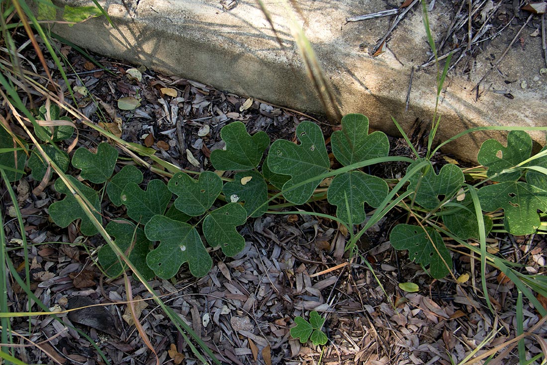 Neorautanenia mitis Neorautanenia mitis