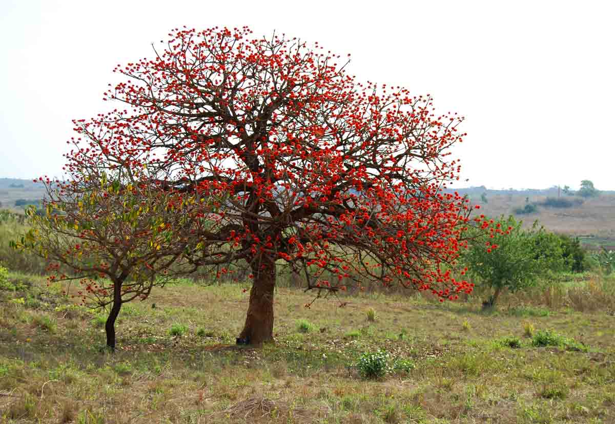 Erythrina abyssinica