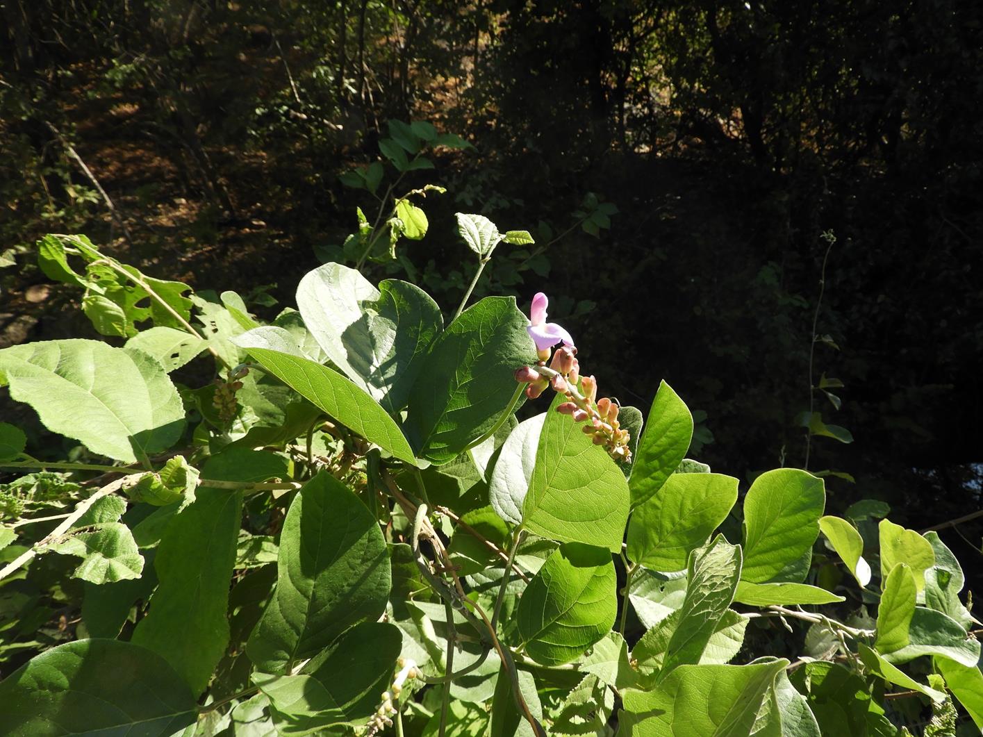 Canavalia africana Canavalia africana