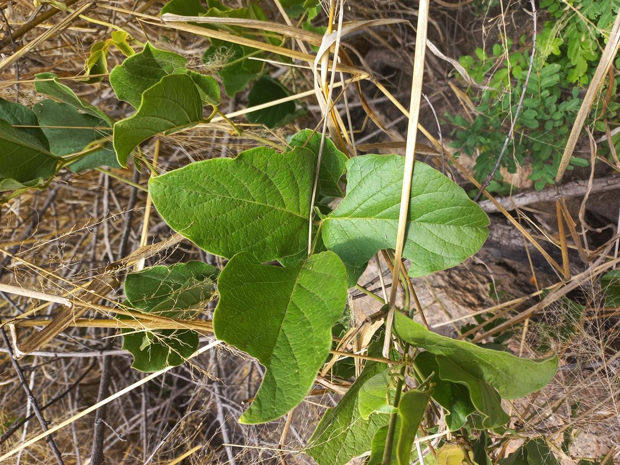 Canavalia africana Canavalia africana