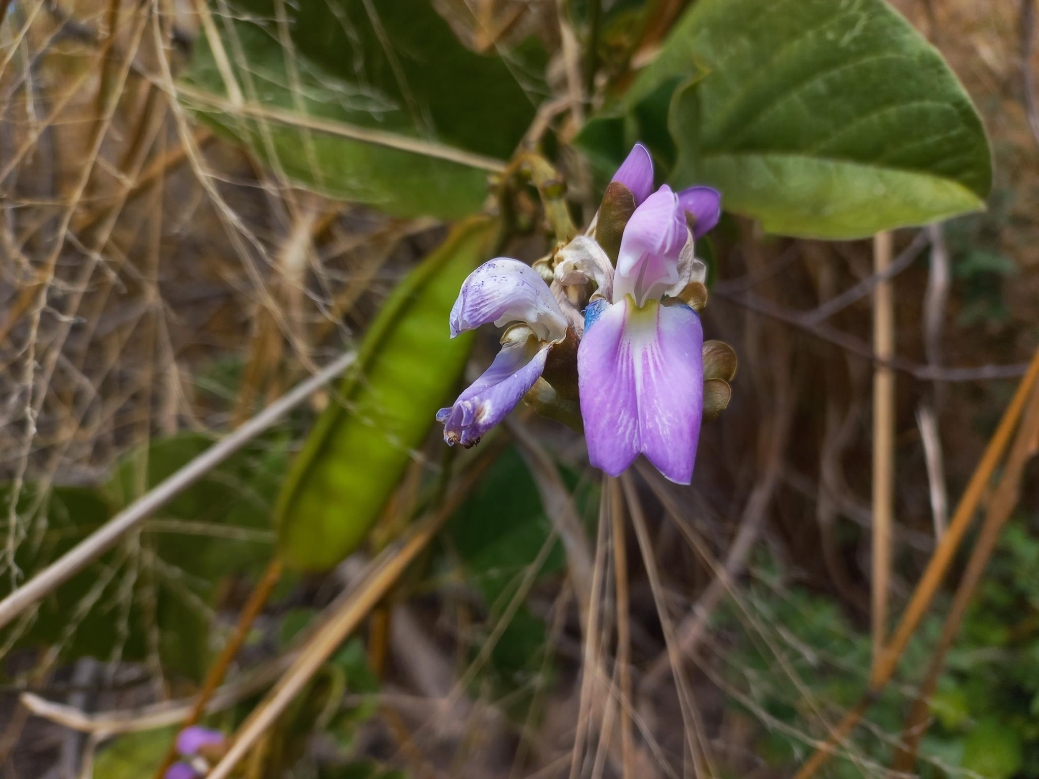 Canavalia africana Canavalia africana