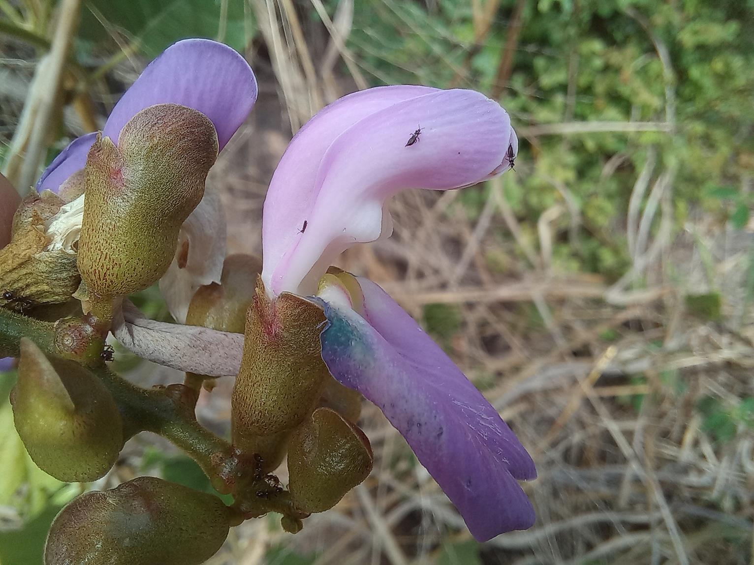 Canavalia africana Canavalia africana