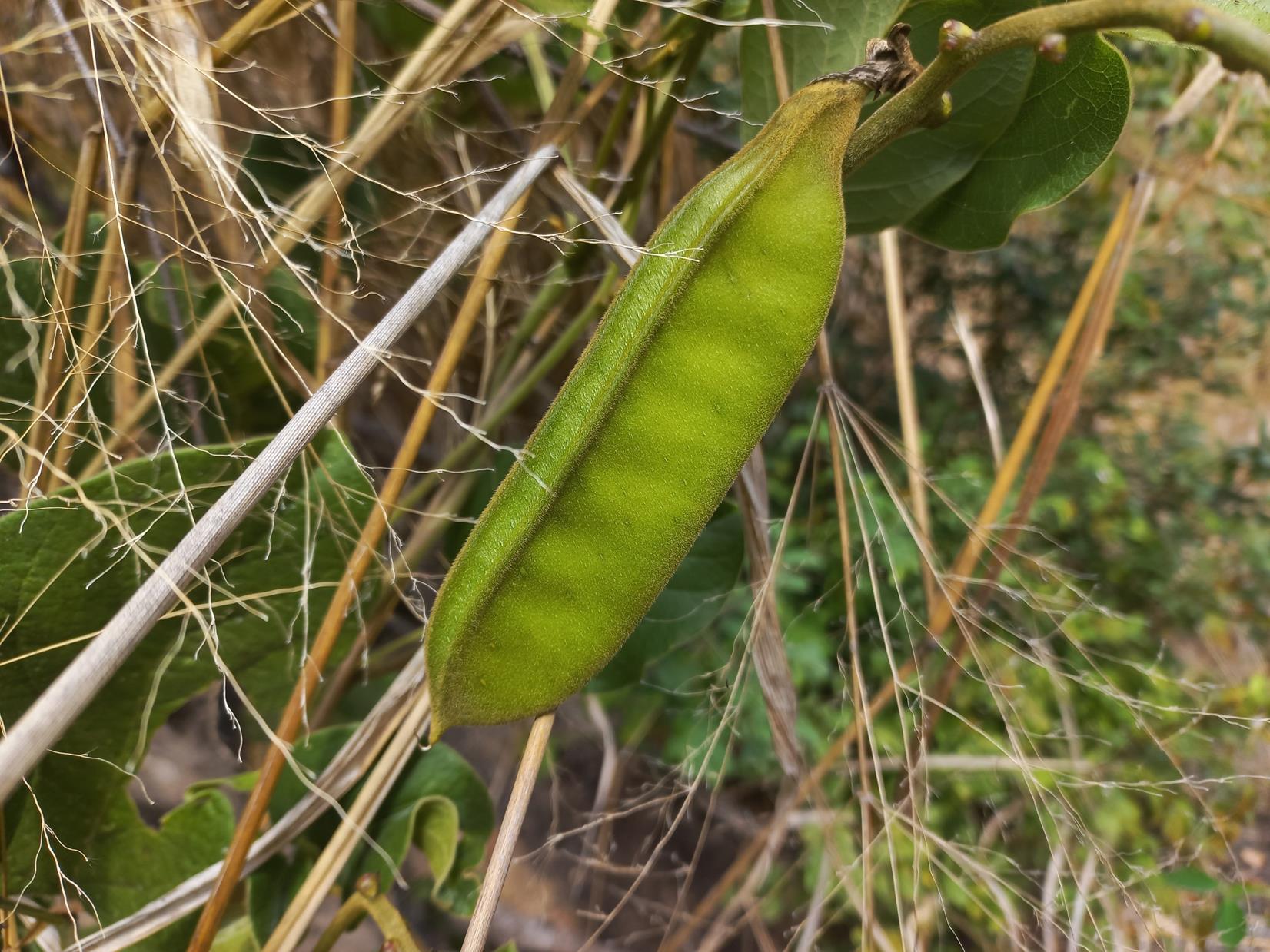 Canavalia africana Canavalia africana