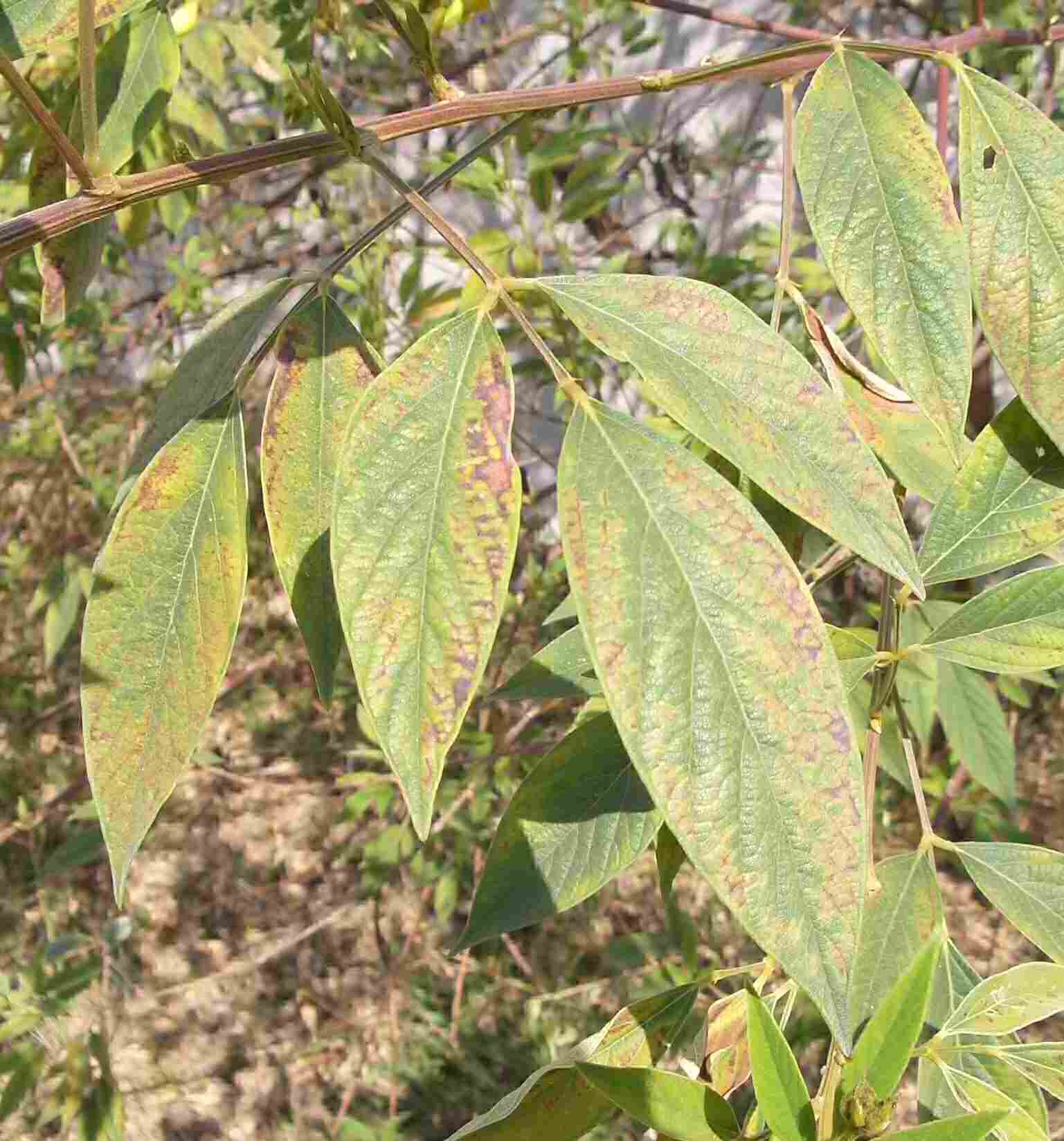 Cajanus cajan Cajanus cajan