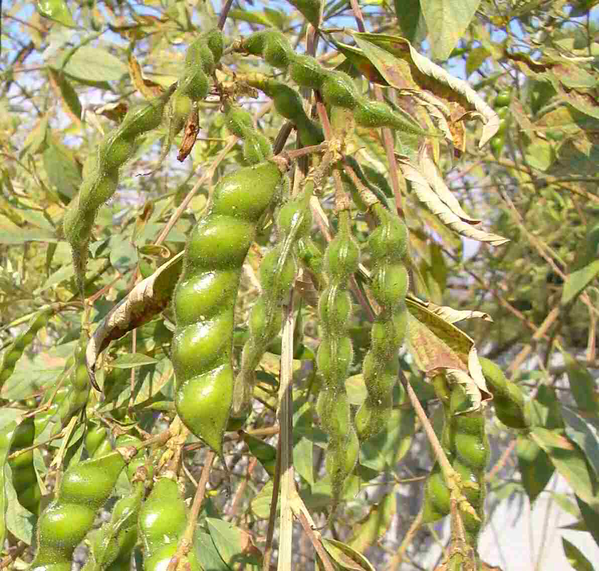 Cajanus cajan Cajanus cajan