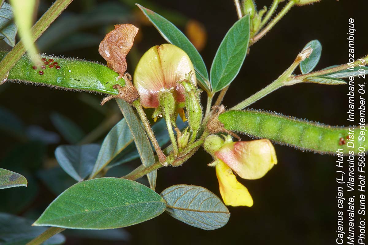 Cajanus cajan Cajanus cajan