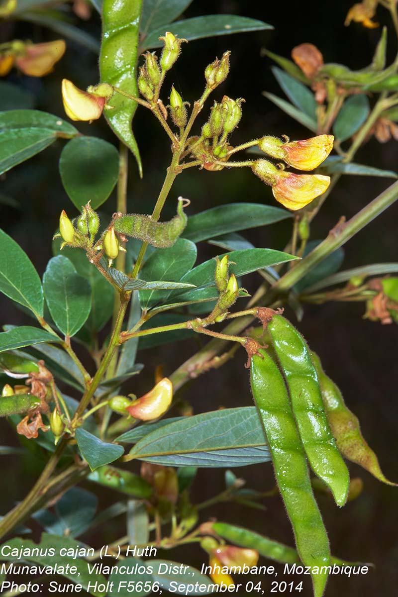 Cajanus cajan