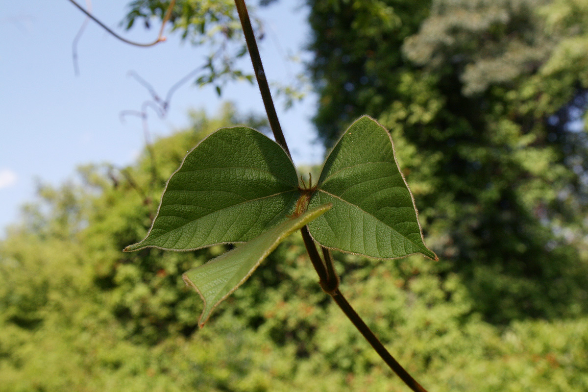 Rhynchosia hirta Rhynchosia hirta