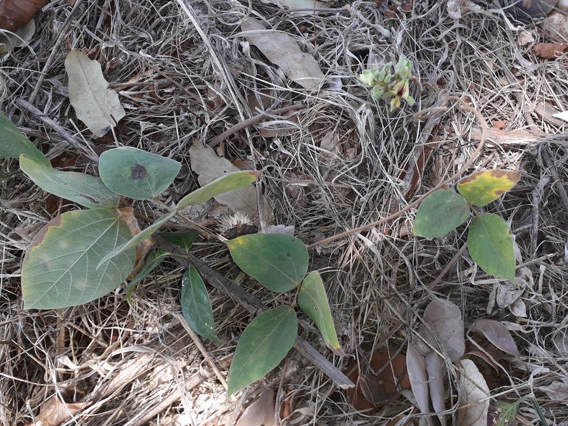 Rhynchosia hirta Rhynchosia hirta