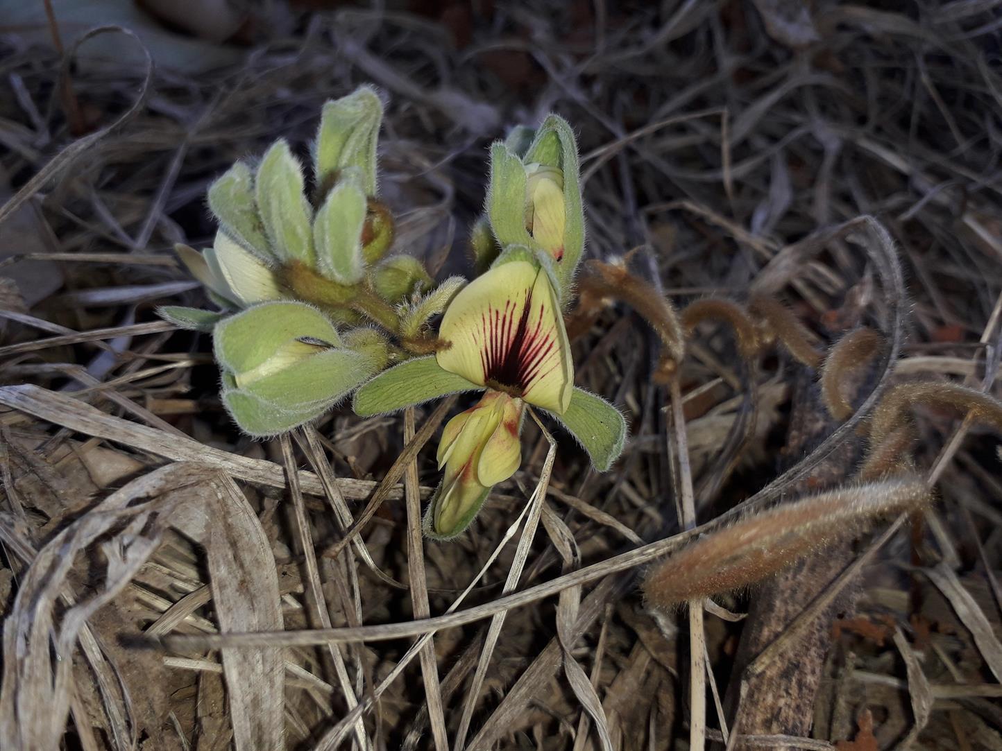 Rhynchosia hirta Rhynchosia hirta