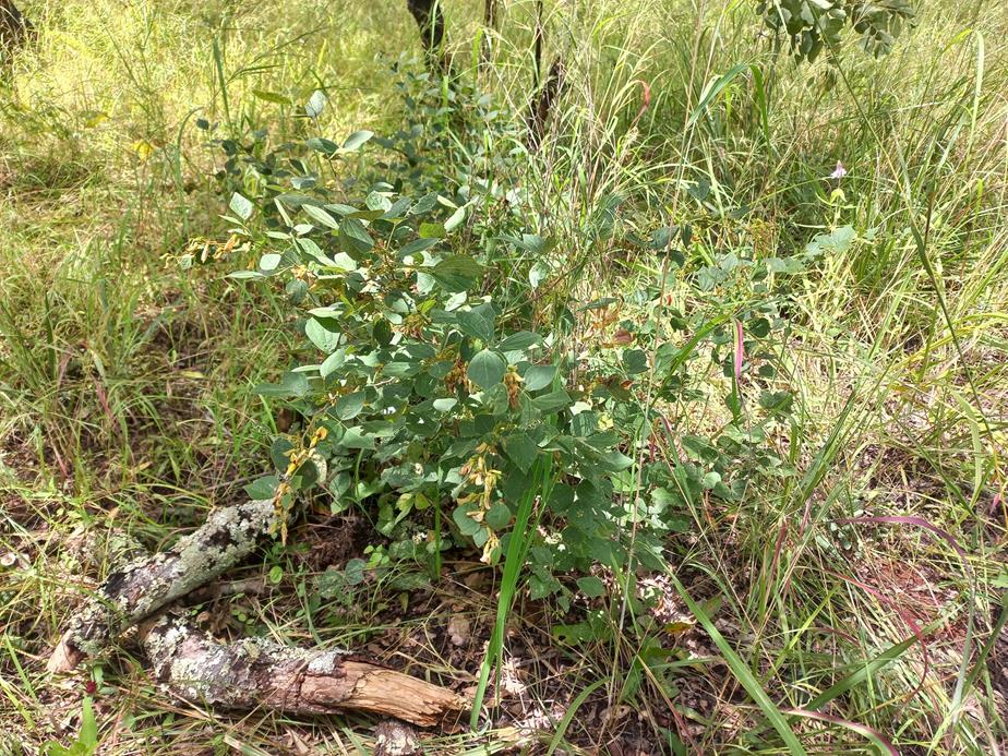 Rhynchosia nyasica Rhynchosia nyasica