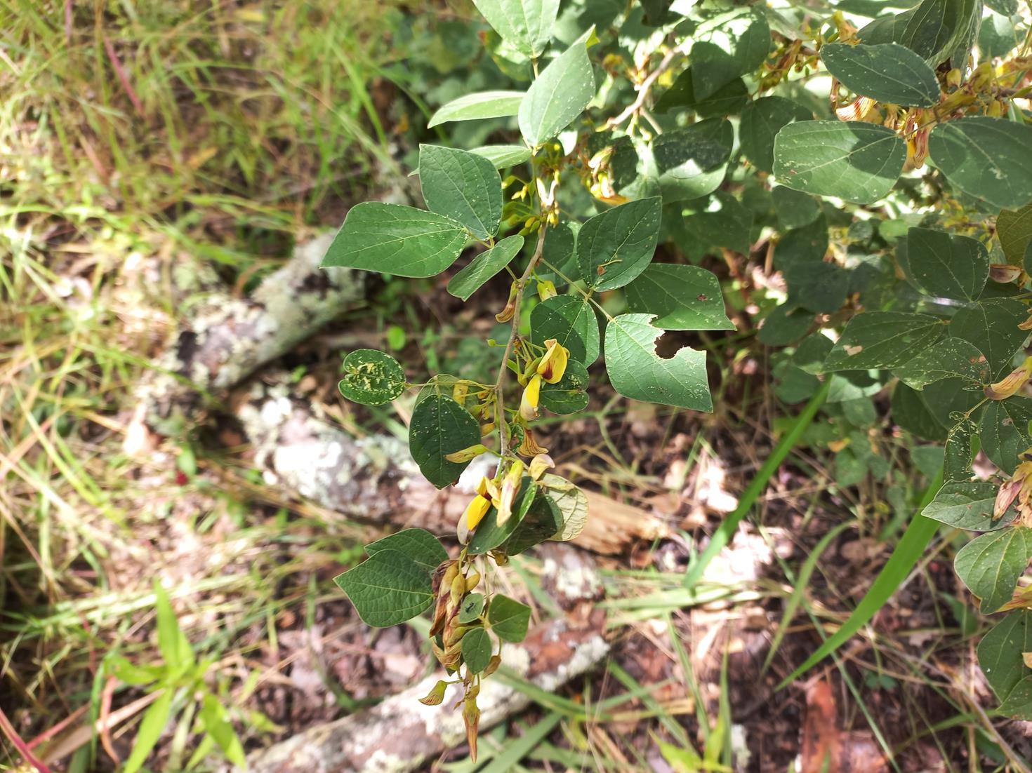 Rhynchosia nyasica Rhynchosia nyasica