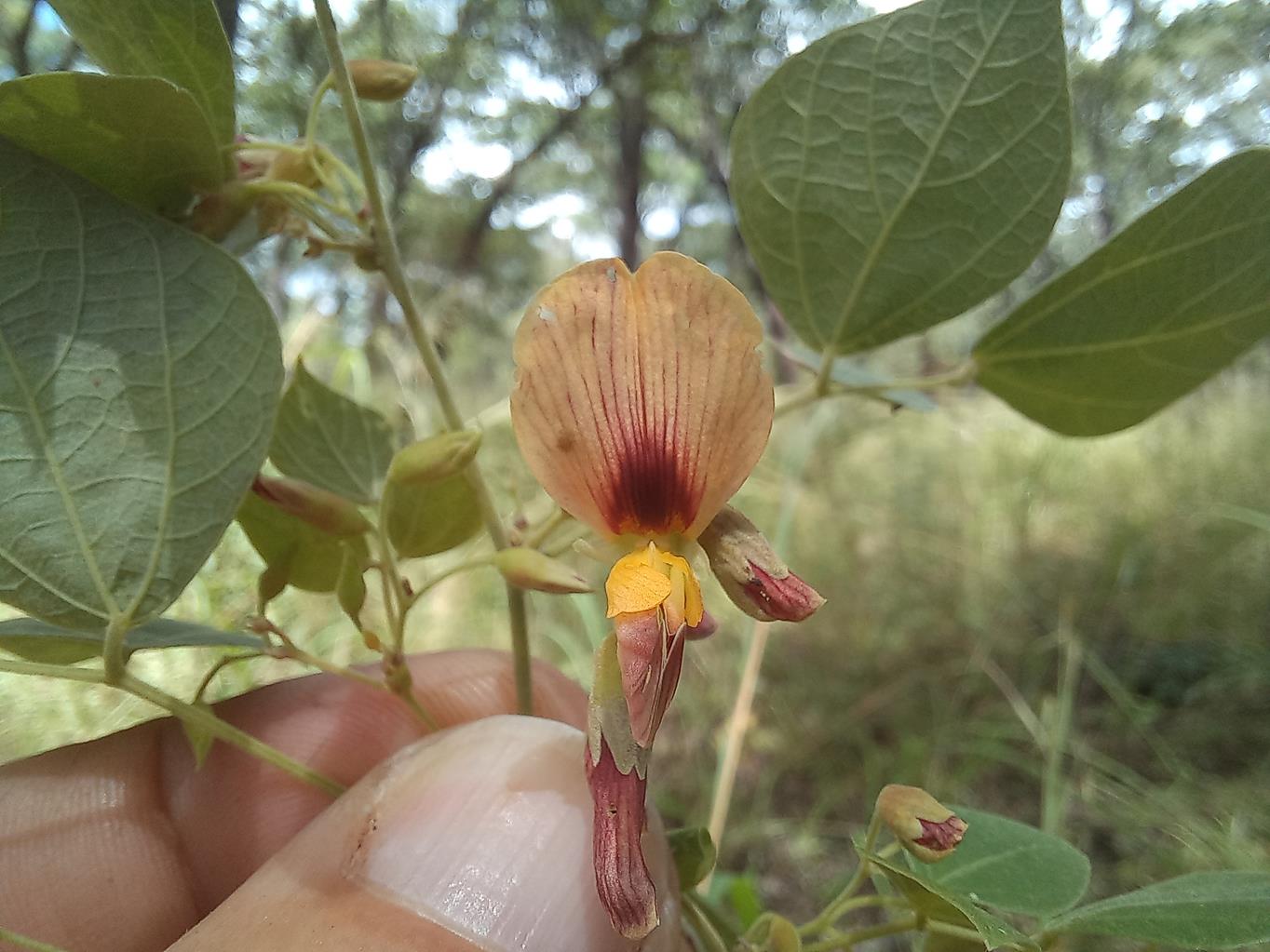 Rhynchosia nyasica Rhynchosia nyasica