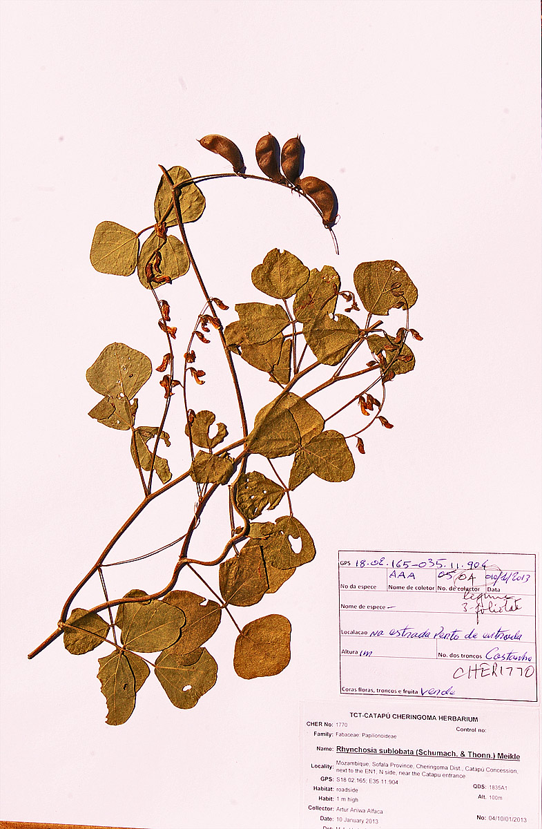 Rhynchosia sublobata