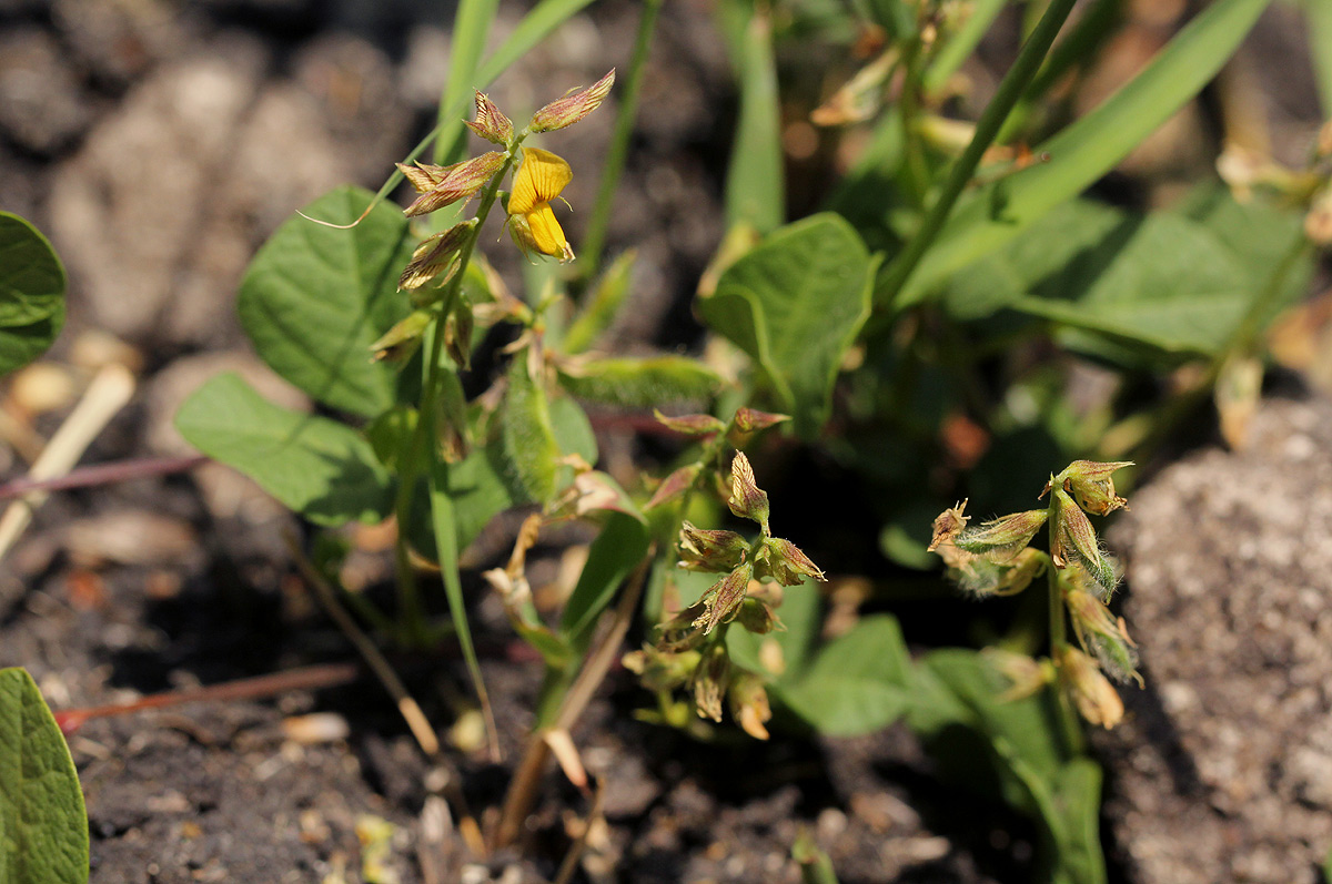 Rhynchosia sublobata Rhynchosia sublobata