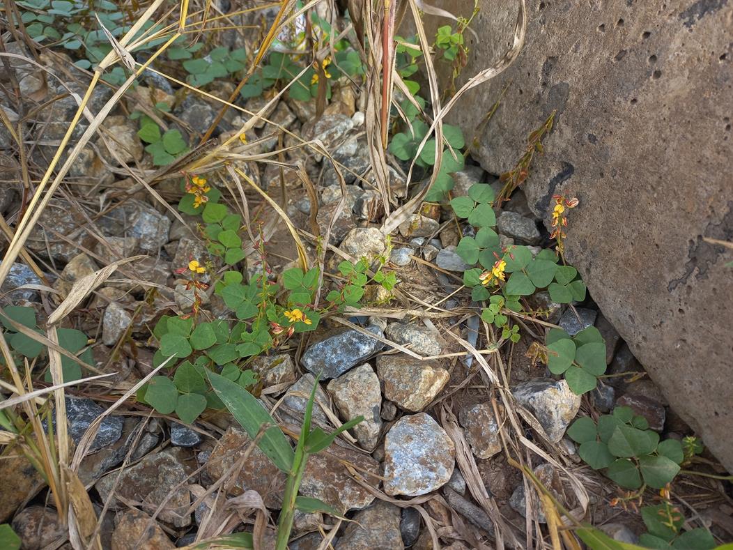 Rhynchosia sublobata Rhynchosia sublobata