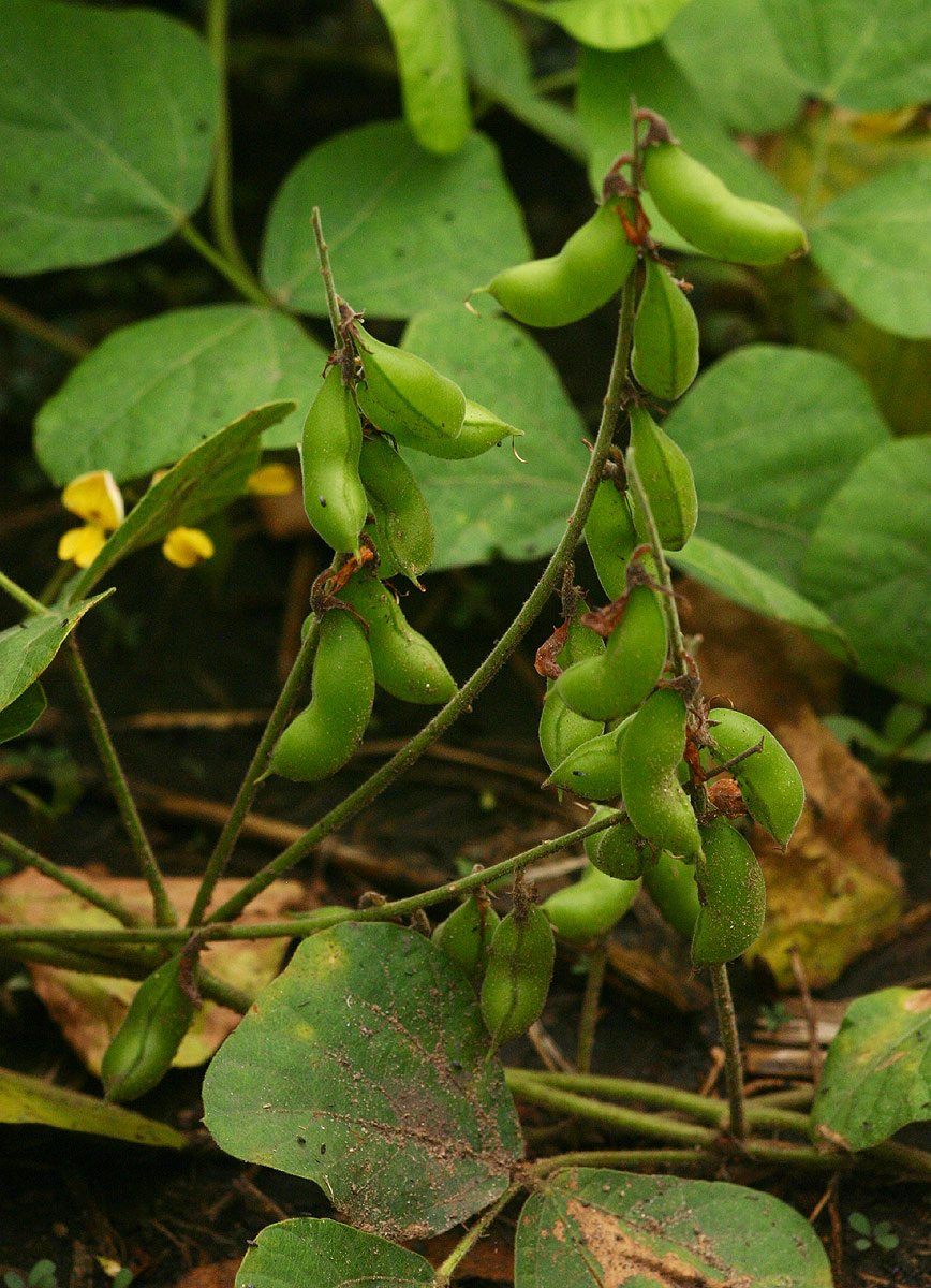 Rhynchosia sublobata