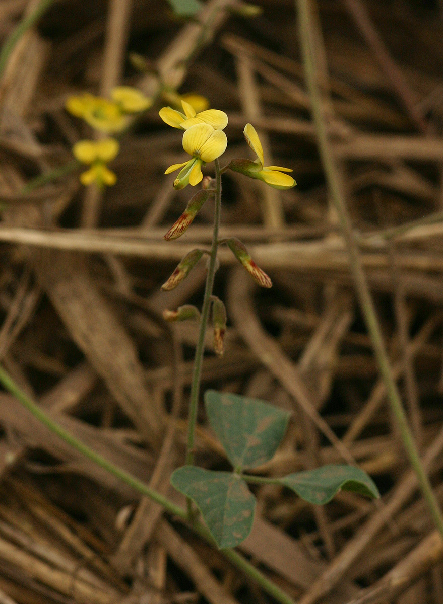 Rhynchosia sublobata