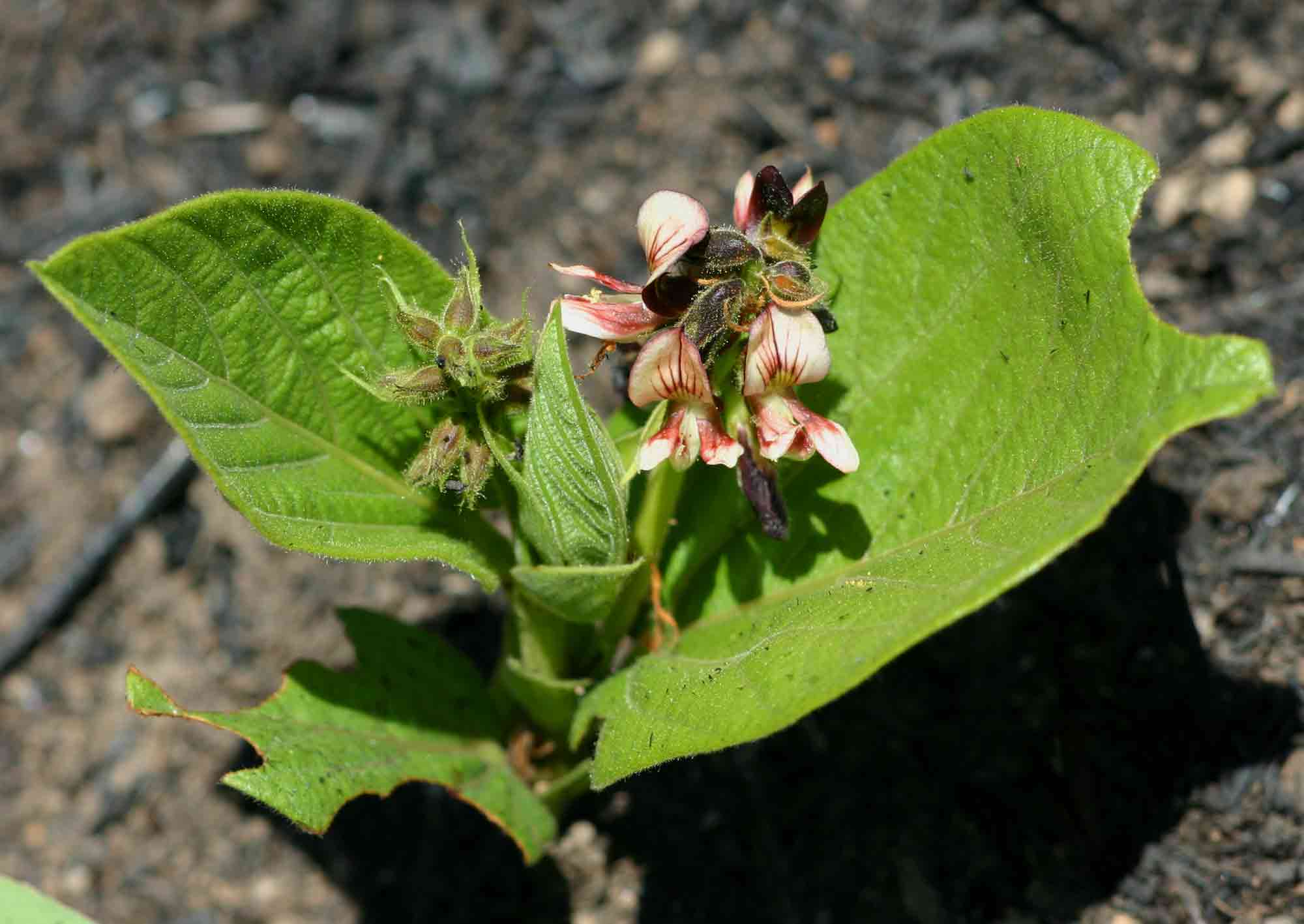 Eriosema chrysadenium var. chrysadenium Eriosema chrysadenium var. chrysadenium
