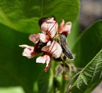 Eriosema chrysadenium var. chrysadenium