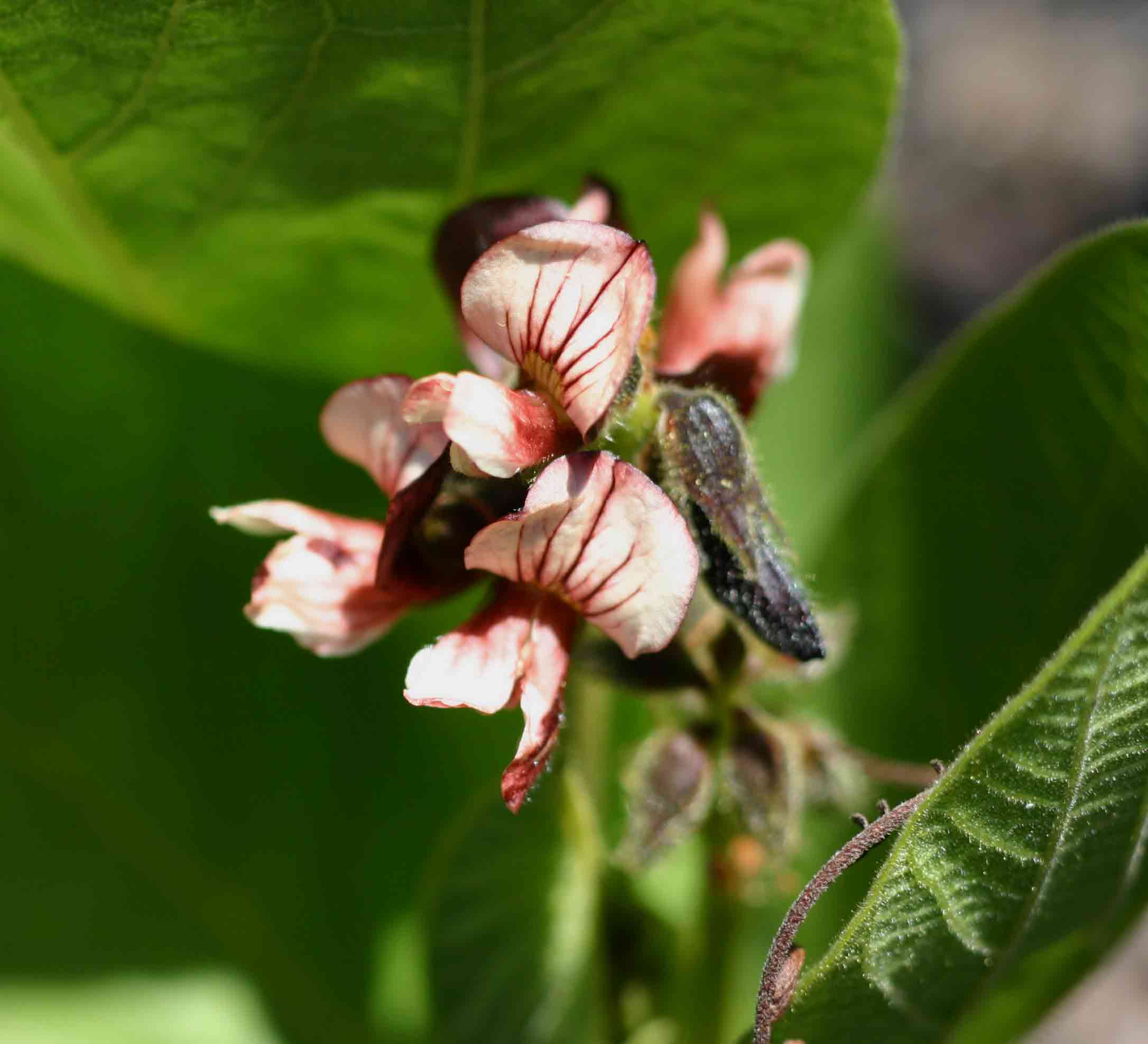 Eriosema chrysadenium var. chrysadenium Eriosema chrysadenium var. chrysadenium