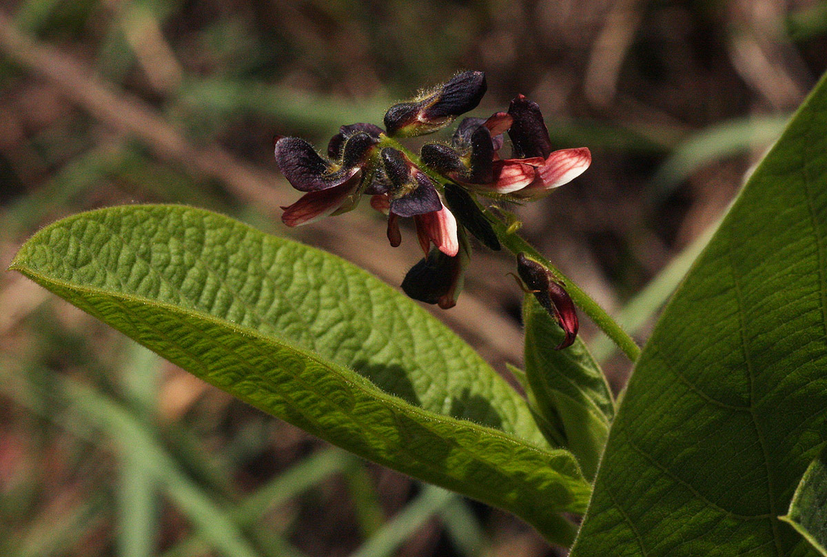 Eriosema chrysadenium var. chrysadenium