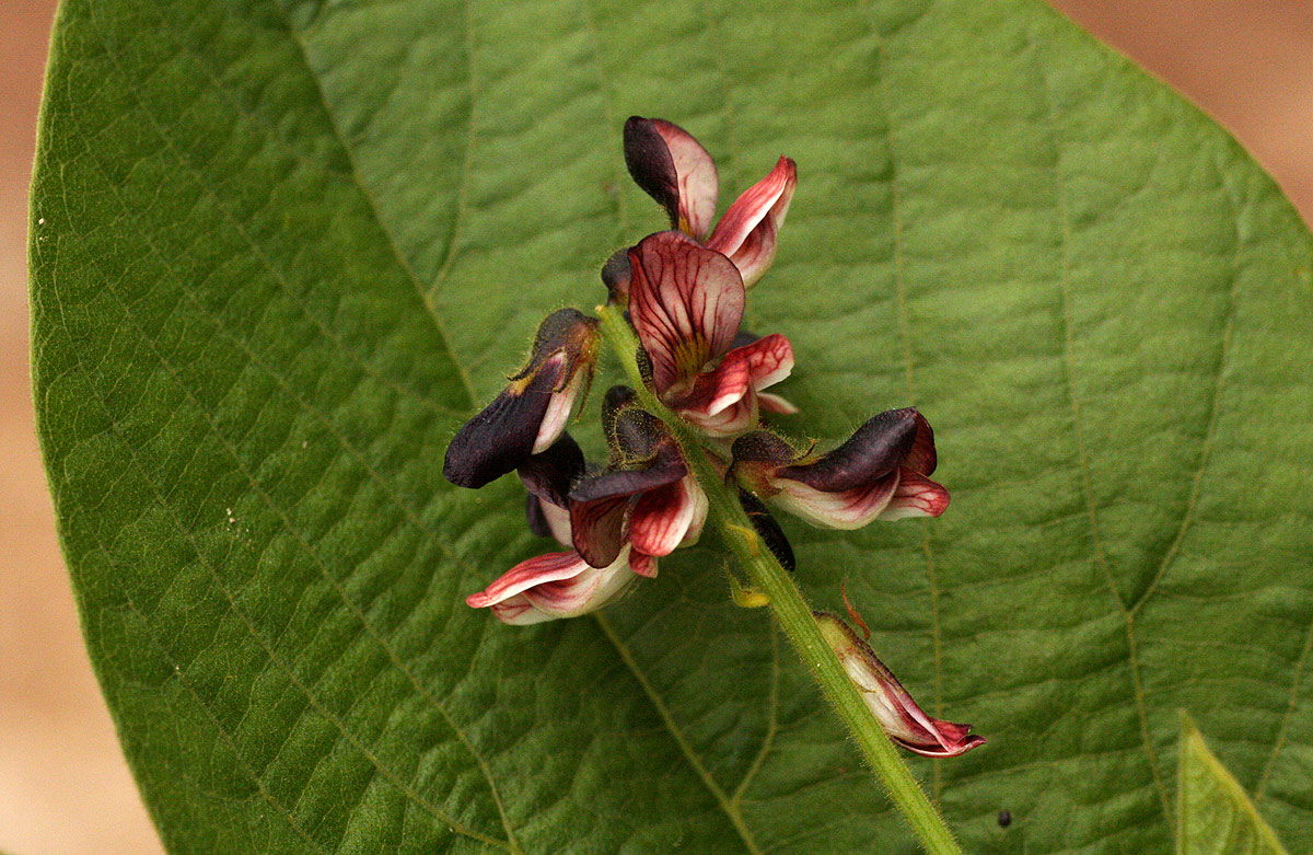 Eriosema chrysadenium var. chrysadenium Eriosema chrysadenium var. chrysadenium