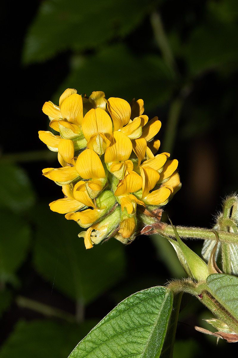 Eriosema montanum Eriosema montanum