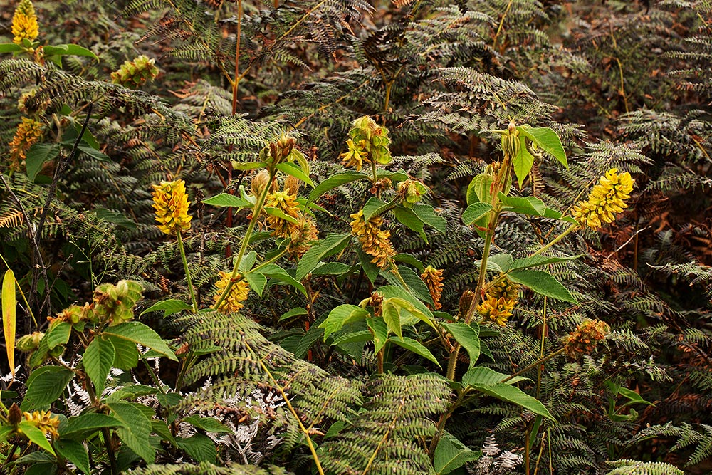 Eriosema montanum Eriosema montanum