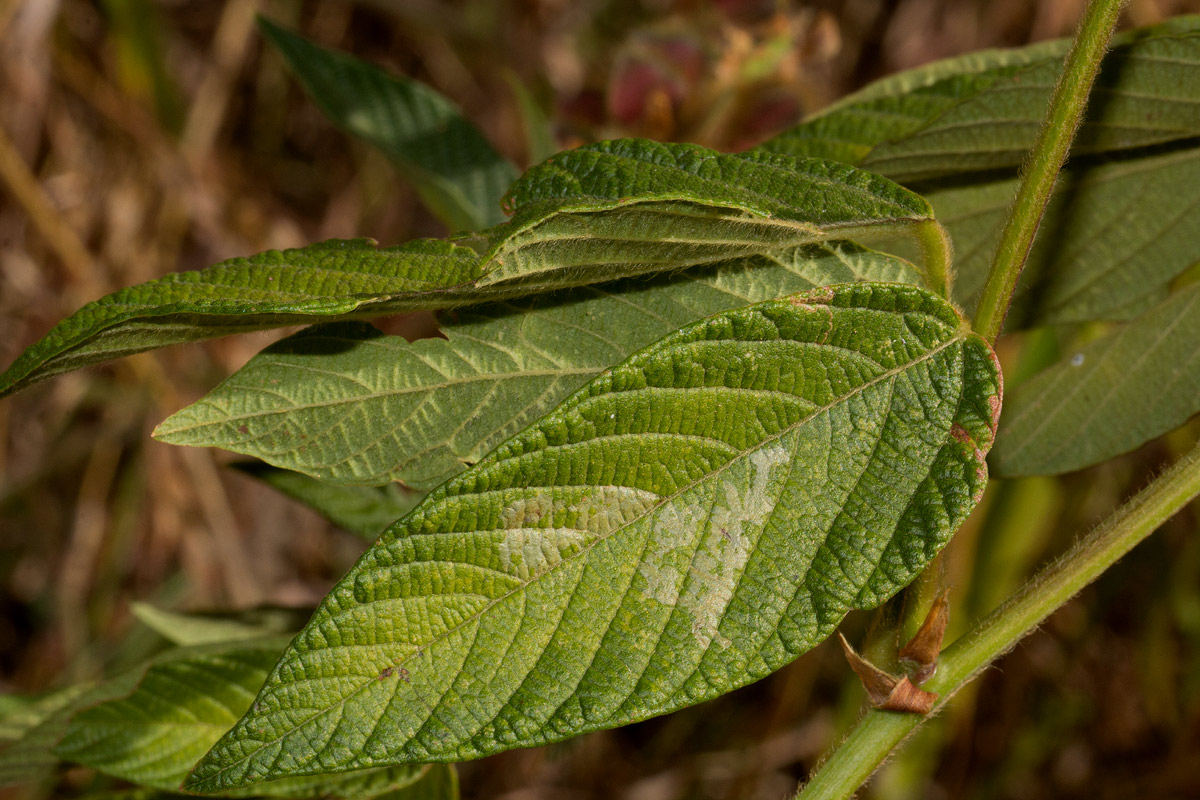 Eriosema montanum Eriosema montanum