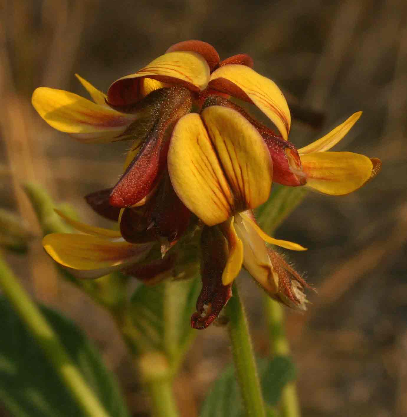 Eriosema pauciflorum