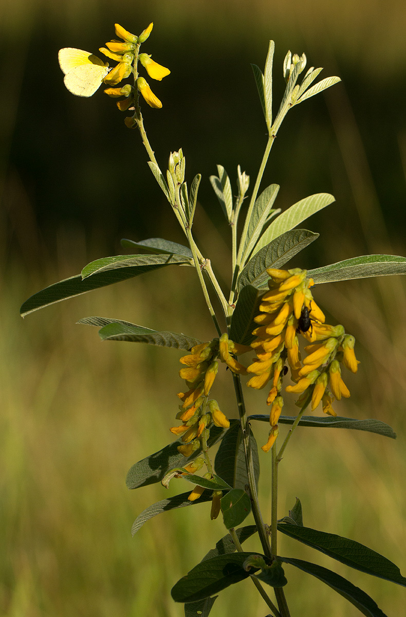 Eriosema psoraleoides