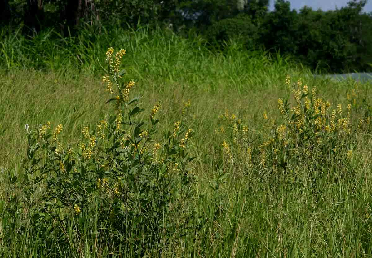 Eriosema psoraleoides