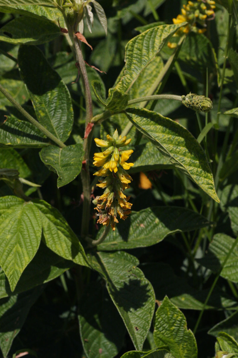 Eriosema psoraleoides