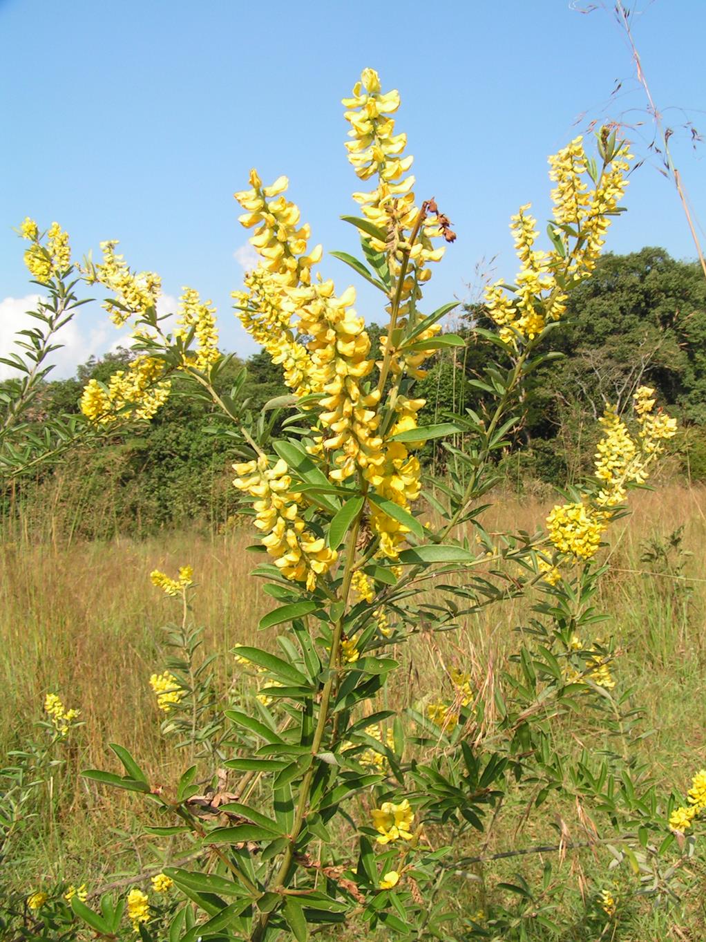 Eriosema psoraleoides