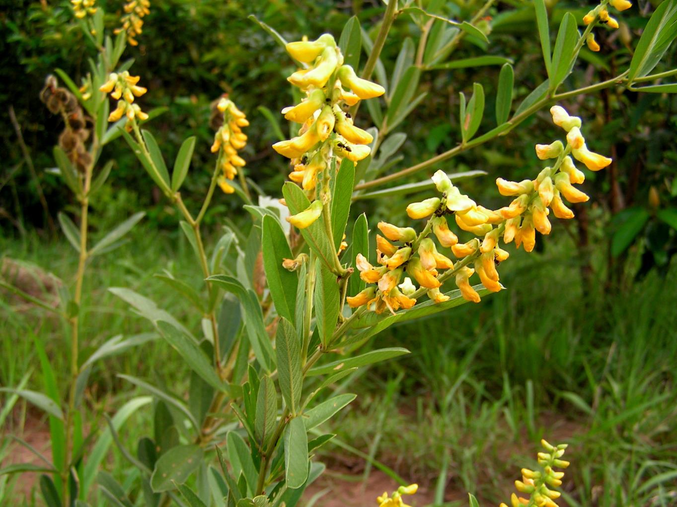 Eriosema psoraleoides