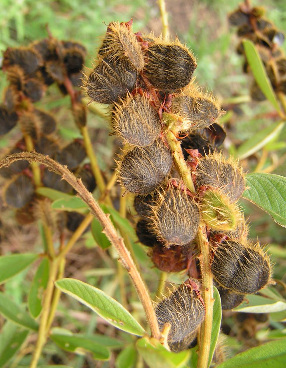 Eriosema psoraleoides