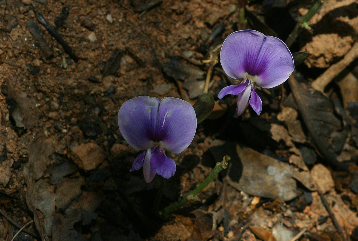 Vigna frutescens subsp. frutescens var. frutescens