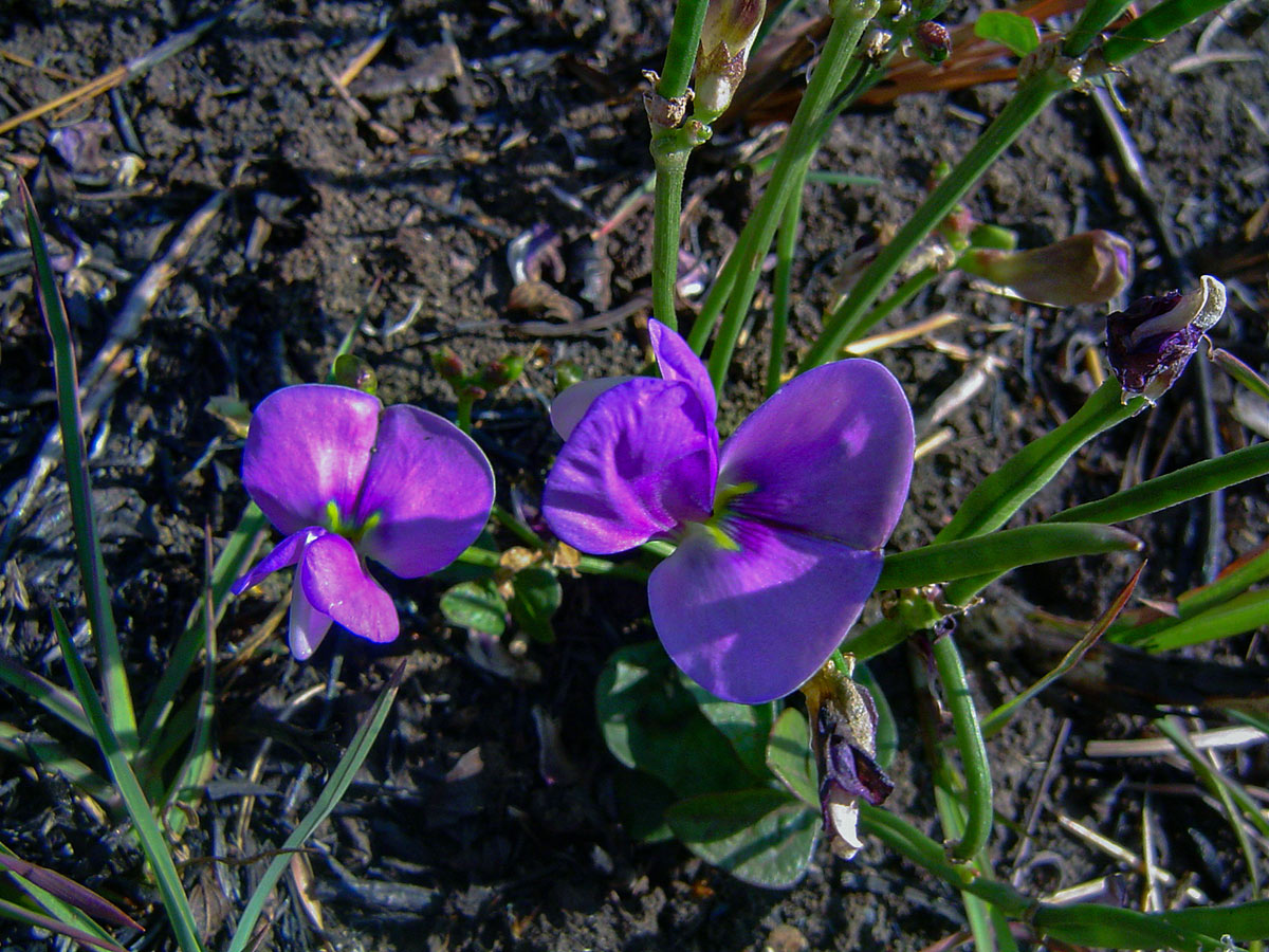 Vigna frutescens subsp. frutescens var. frutescens